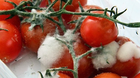 Bea0122 tomate bot.jpg